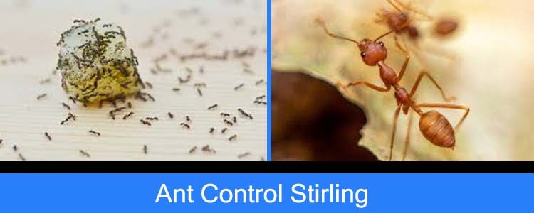 Ant Control Stirling
